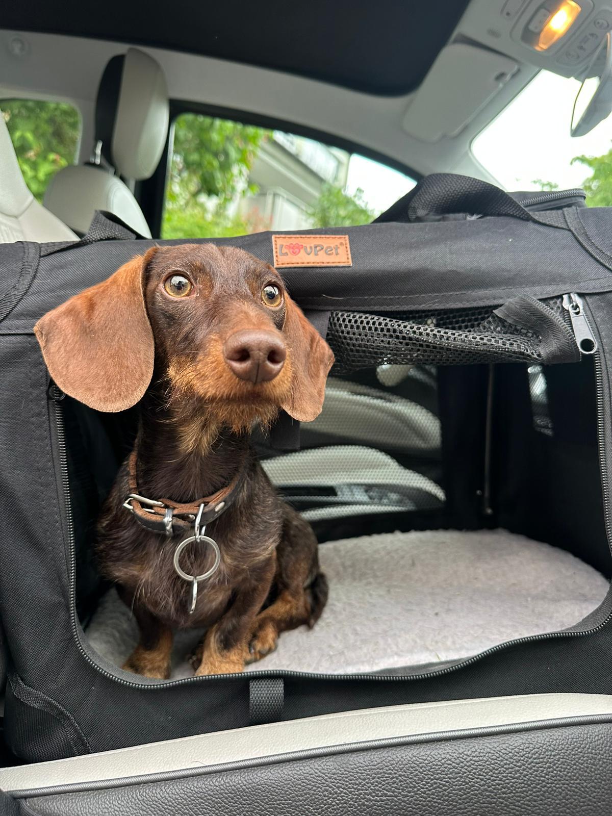 Hundetraining Stuttgart Kofferraumtraining f&uuml;r sicheres Autofahren, klare Abl&auml;ufe und ruhigen Hund beim Transport
