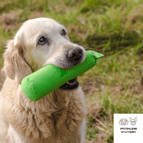 Hund apportiert Dummy, Stuttgart Hundeschule