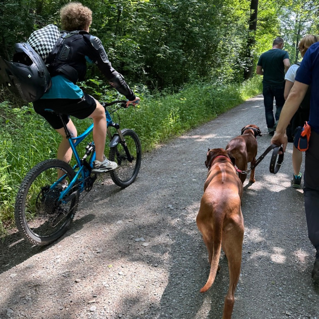 Hundeschule in Stuttgart Social Walk f&uuml;r ruhige Spazierg&auml;nge und sicheres Verhalten mit anderen Hunden