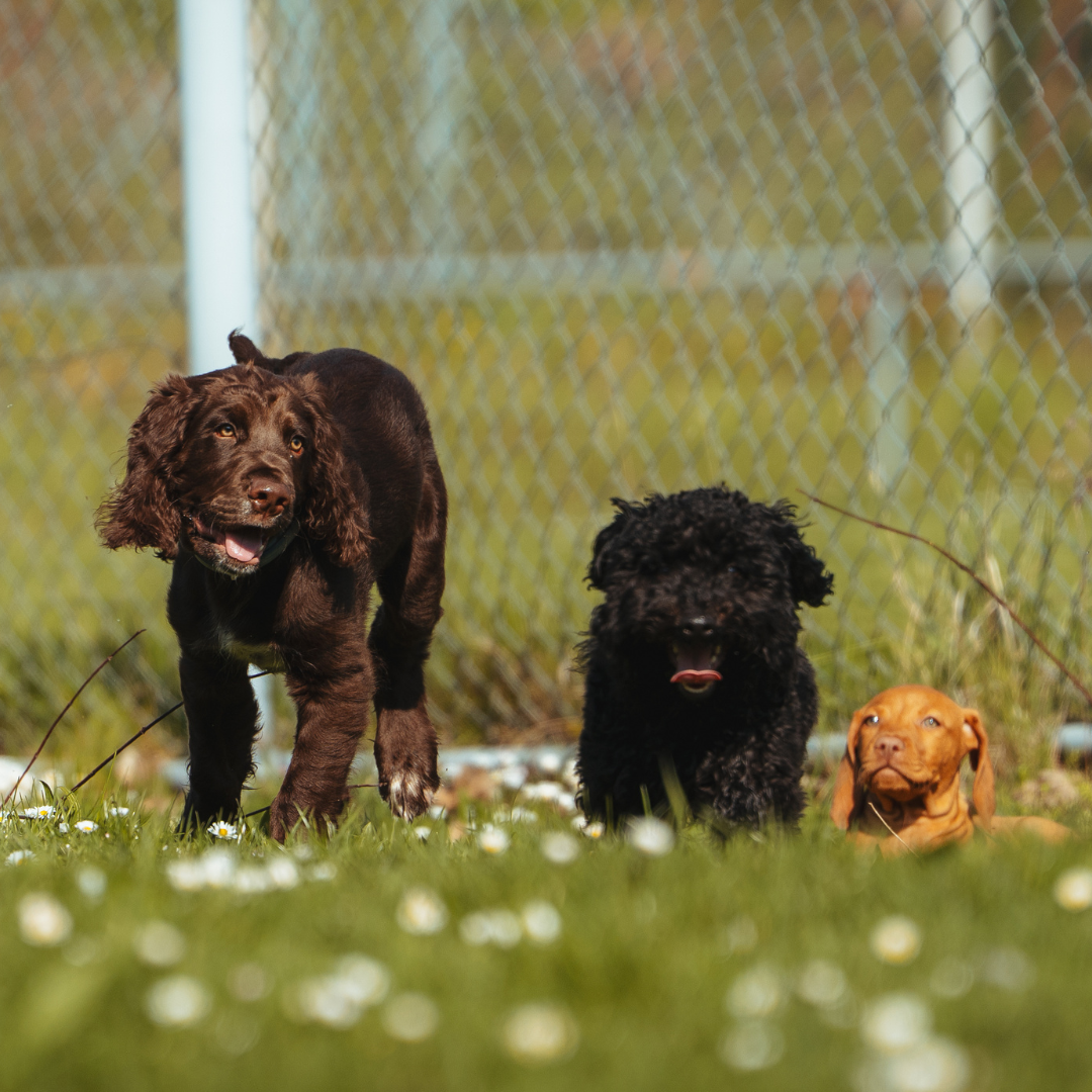 R&uuml;ckruftraining Hund Stuttgart