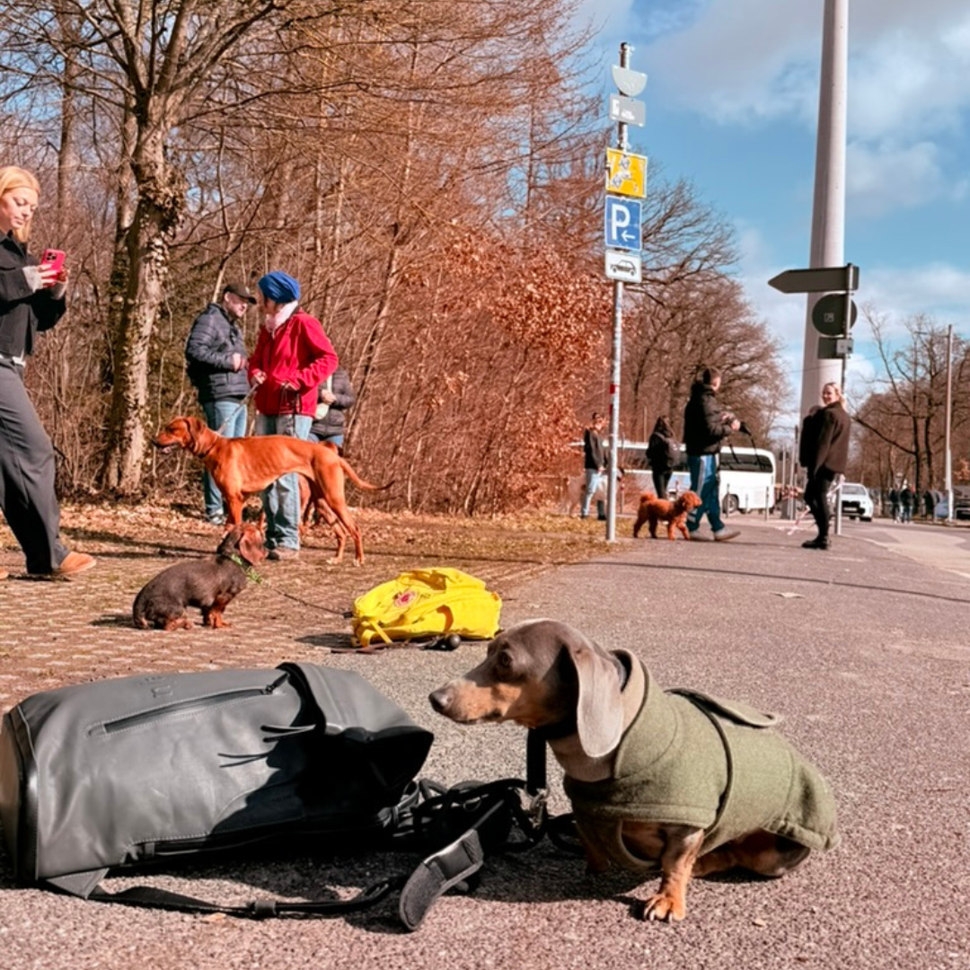Hundef&uuml;hrerschein Kurs Stuttgart mit alltagstauglichem Hundetraining, Leinenf&uuml;hrung und sicherem Verhalten im Stadtleben