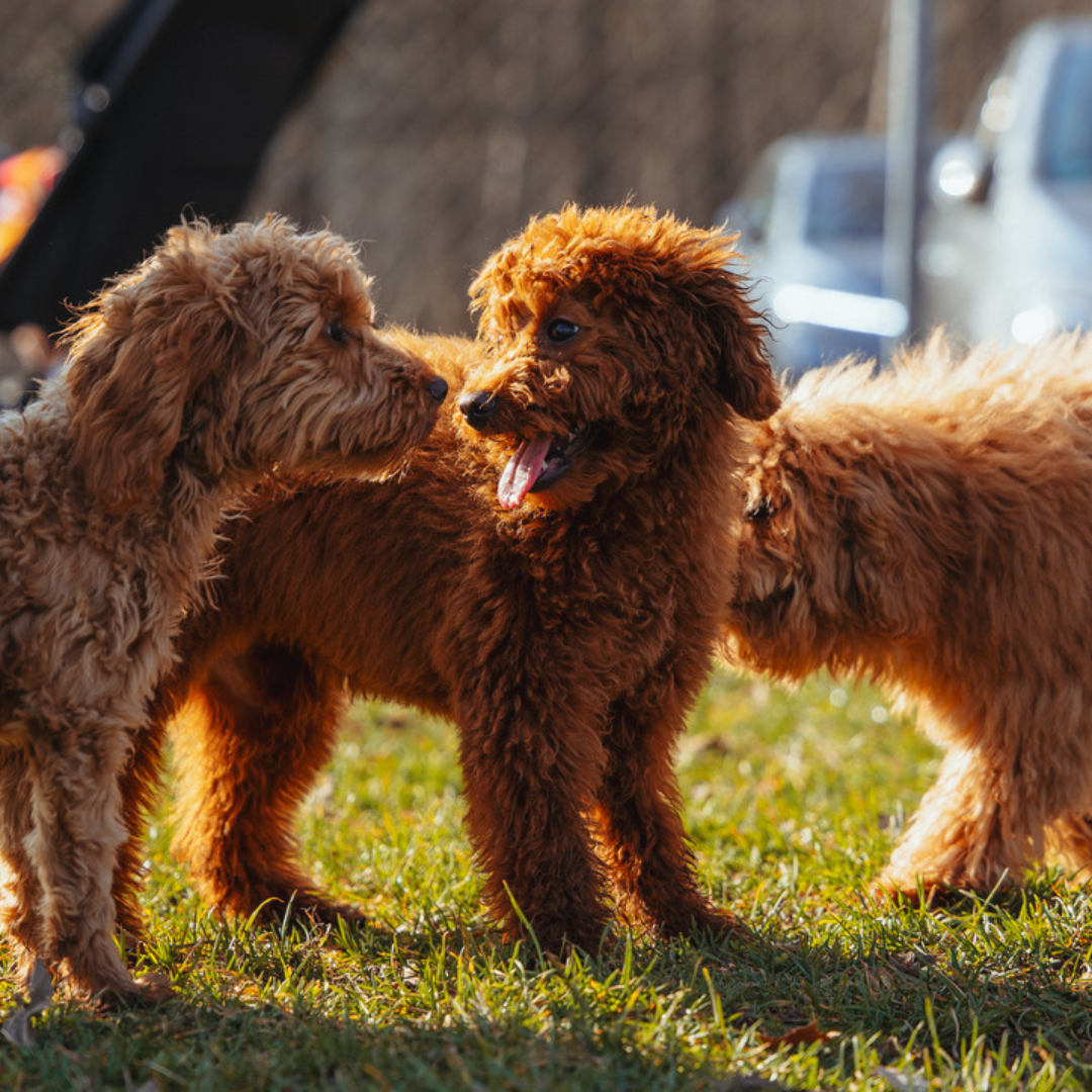 Leinenf&uuml;hrung Training Hund Stuttgart