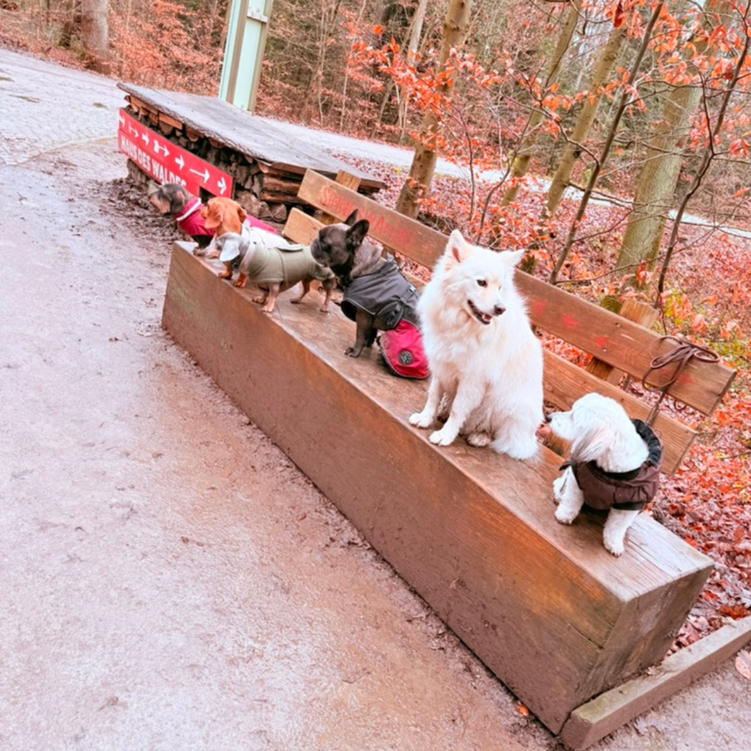 Hundef&uuml;hrerschein Hundetraining Stuttgart f&uuml;r sichere Begegnungen, R&uuml;ckruf und souver&auml;nes Verhalten im Alltag