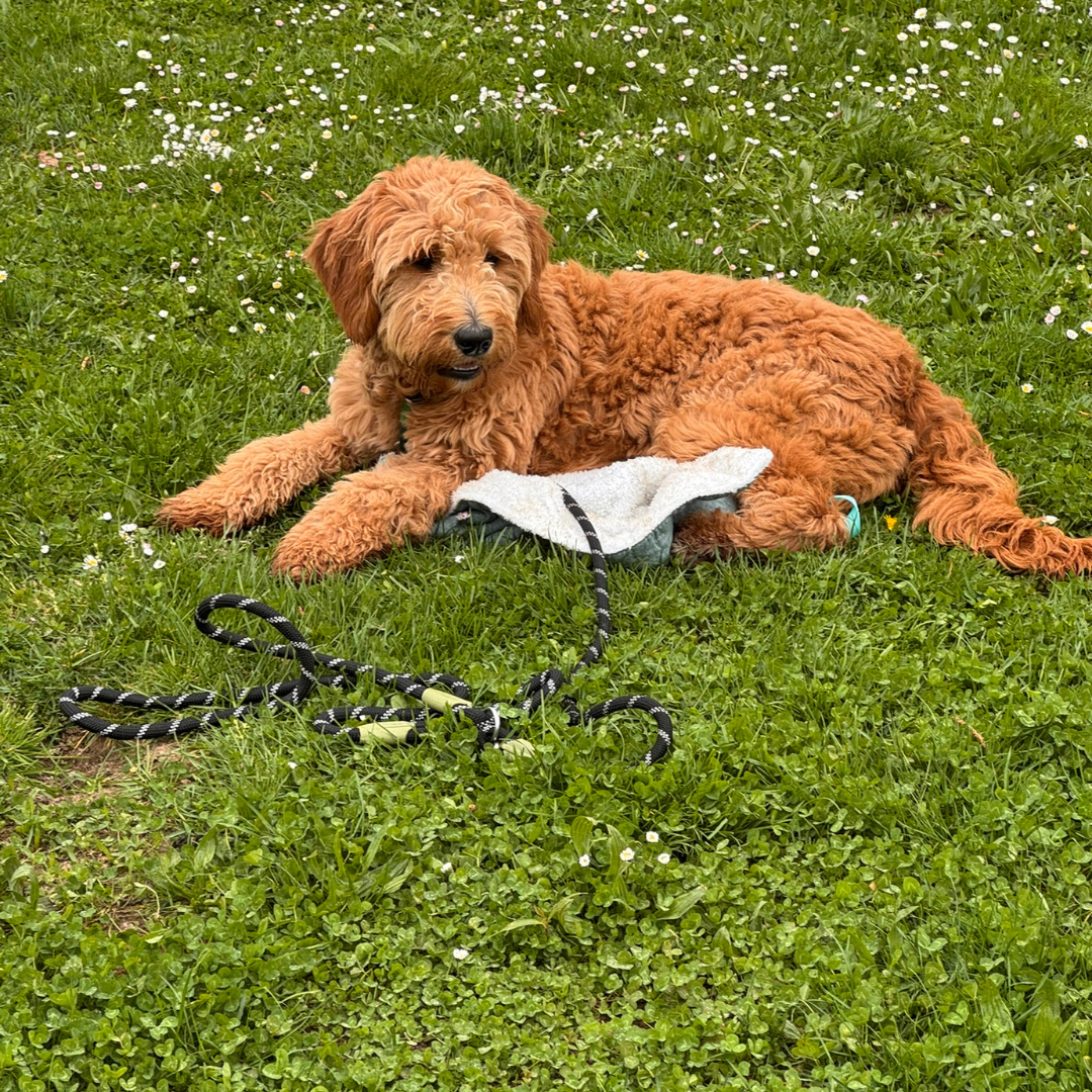 Hundetraining Stuttgart f&uuml;r mehr Gelassenheit beim Hund im Alltag, bei Begegnungen und in neuen Situationen
