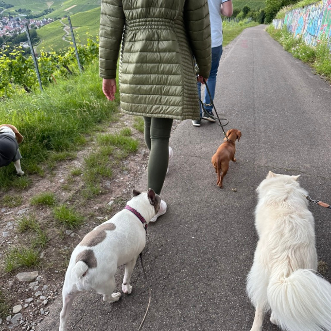 Social Walk Stuttgart f&uuml;r Hunde zur Orientierung und Begegnungstraining mit Abstand