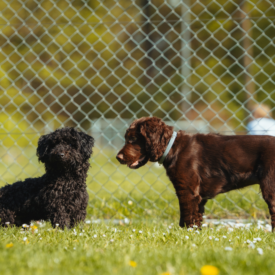 Hund bellt Besucher an Hundetraining Stuttgart