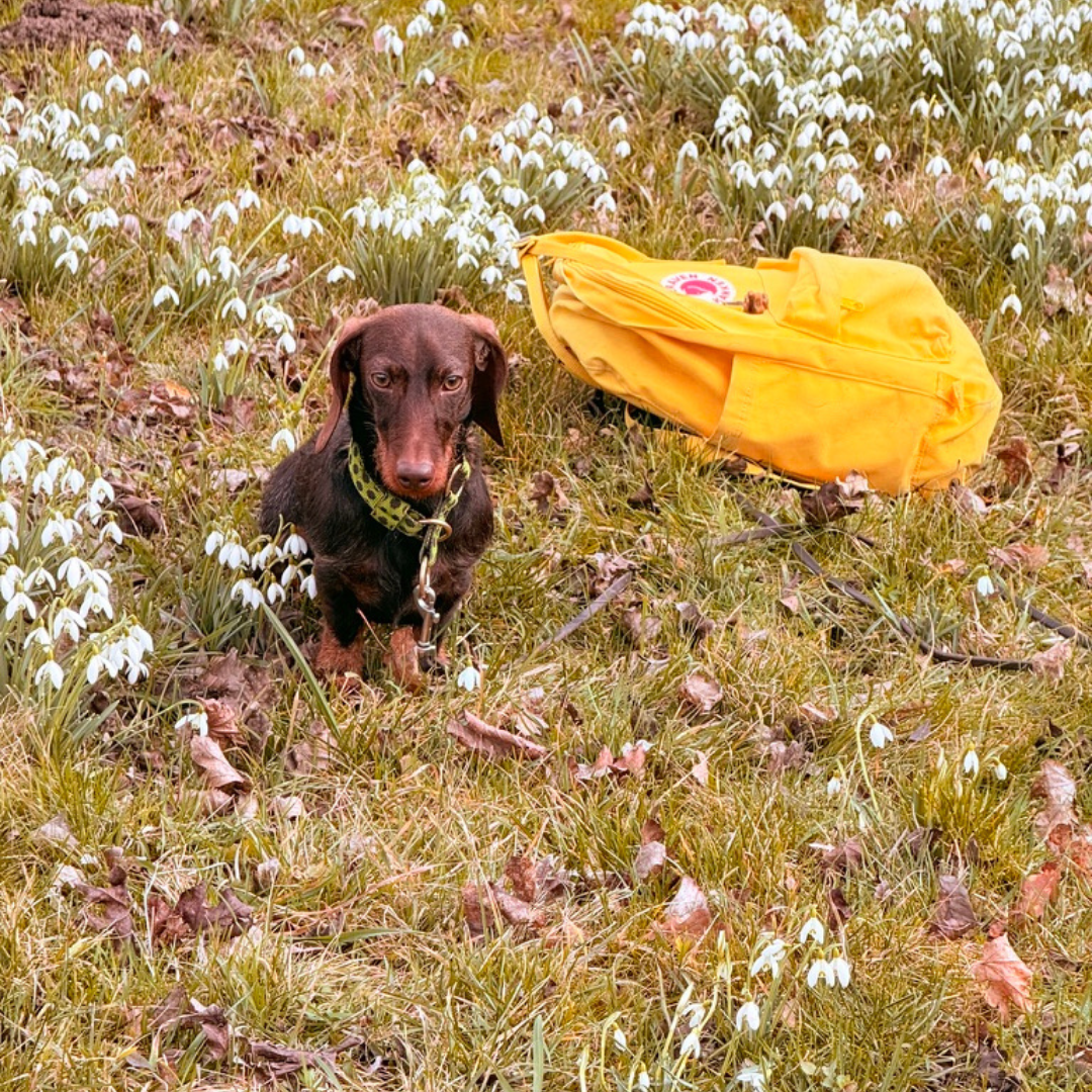 Training f&uuml;r einen entspannten Hund in Stuttgart mit Fokus auf Ruhe, Vertrauen und sichere Orientierung