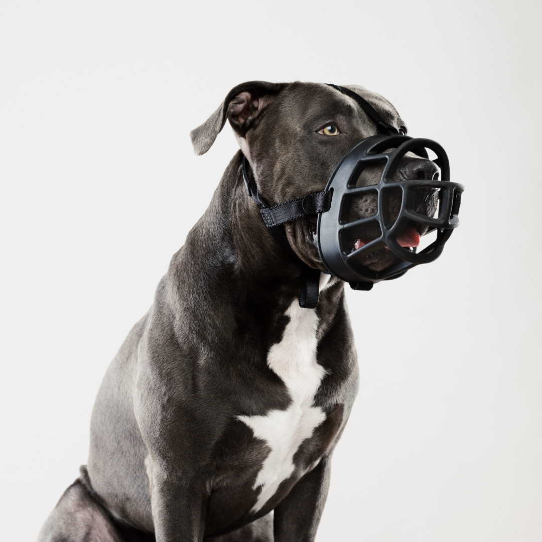 Maulkorbtraining Hundeschule in Stuttgart f&uuml;r positive Verkn&uuml;pfung, ruhiges Verhalten und sicheren Umgang im Alltag