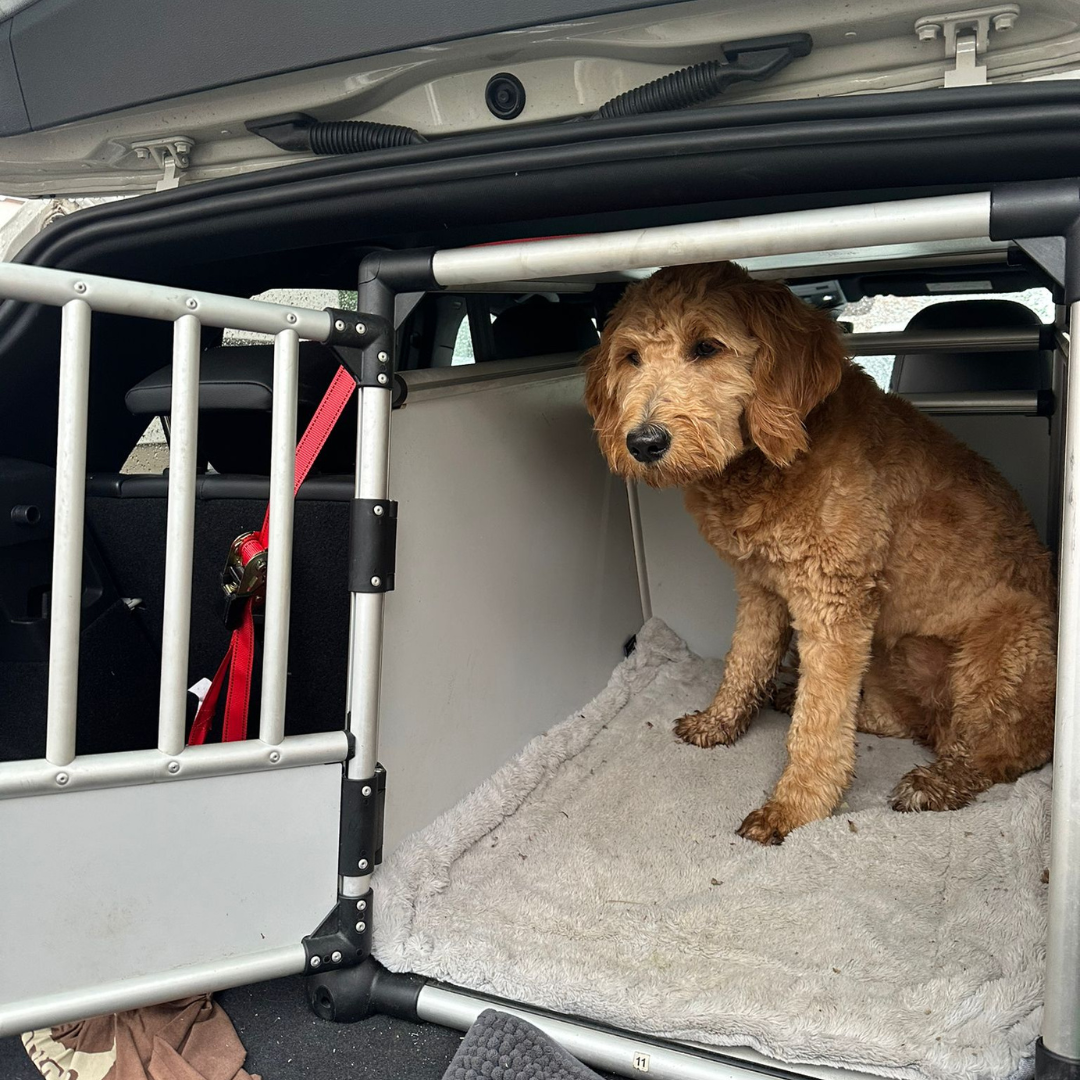 Kofferraumtraining Hundeschule in Stuttgart f&uuml;r stressfreies Verladen und ruhiges Verhalten im Auto