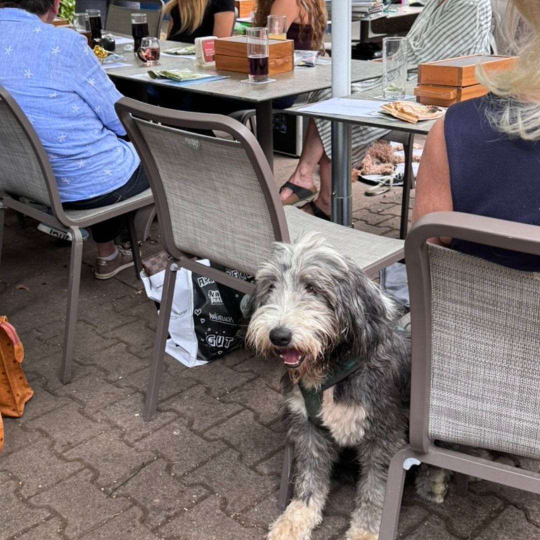 Hunde und Menschen bei einem entspannten Community-Abend von Pfotenliebe Stuttgart