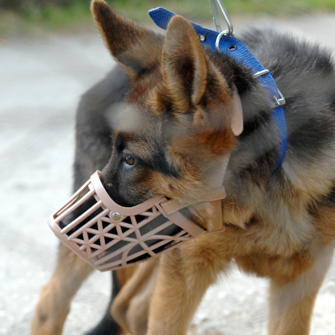 Hundetraining Stuttgart Maulkorbtraining f&uuml;r sichere F&uuml;hrung, entspannte Situationen und mehr Kontrolle im Alltag