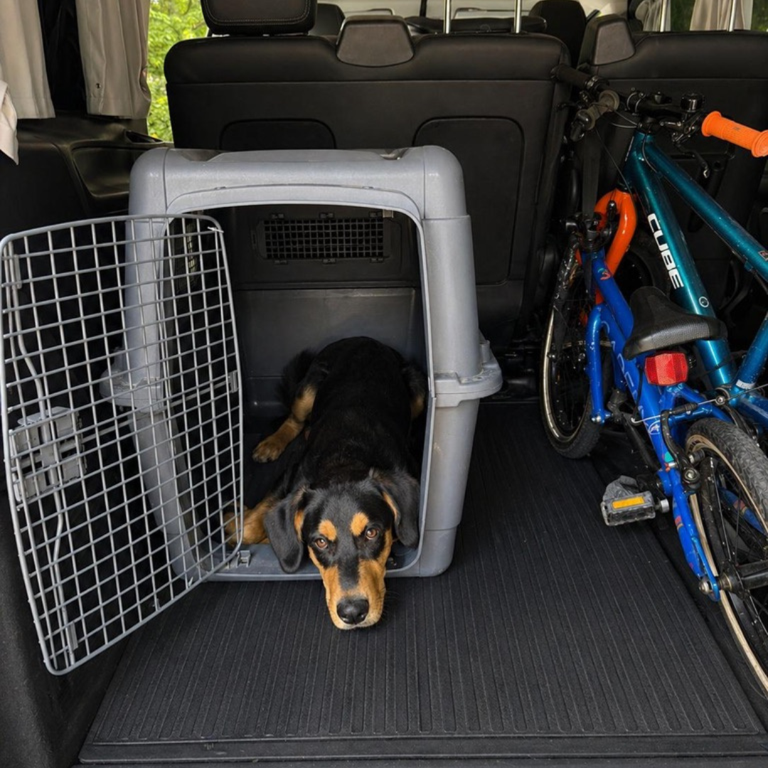 Kofferraumtraining mit Hund in Stuttgart f&uuml;r mehr Sicherheit, Vertrauen und entspanntes Reisen
