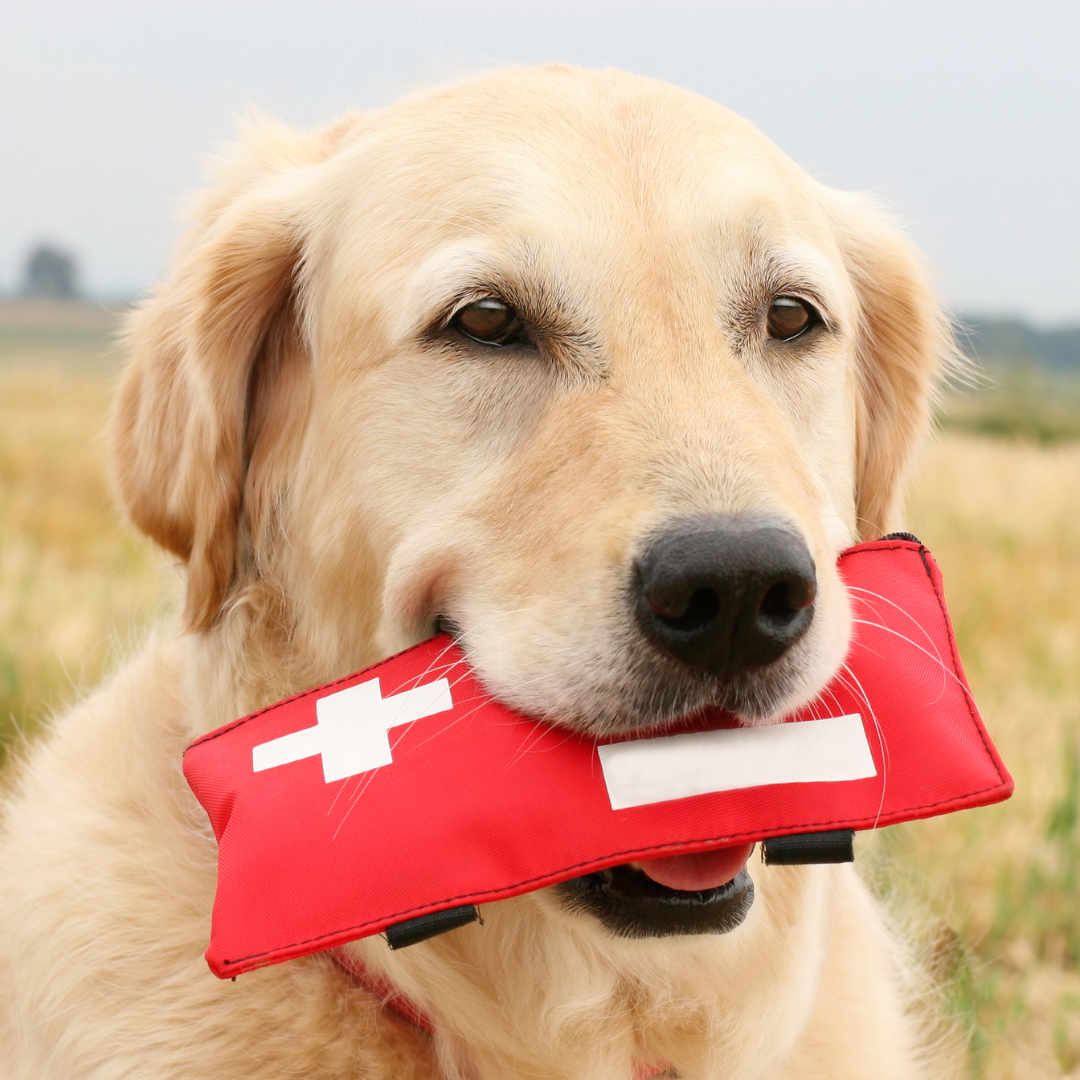 Erste Hilfe Hund Kurs Stuttgart f&uuml;r Hundehalter zur sicheren Reaktion bei Verletzungen und gesundheitlichen Notf&auml;llen