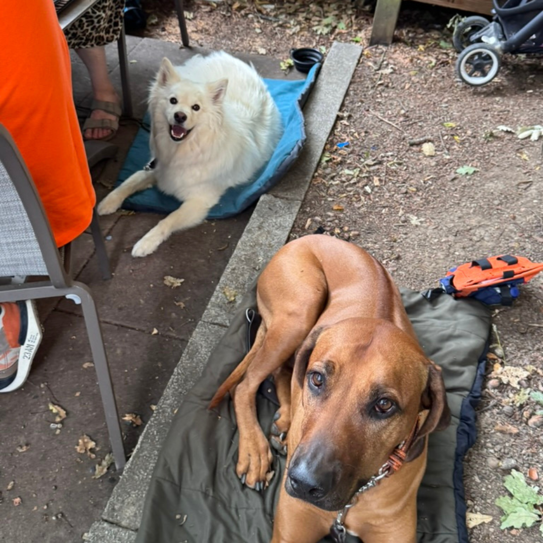 Sommerabend mit Hundebesitzern beim Pfotenliebe Sommertreff im Kickers Clubrestaurant Stuttgart