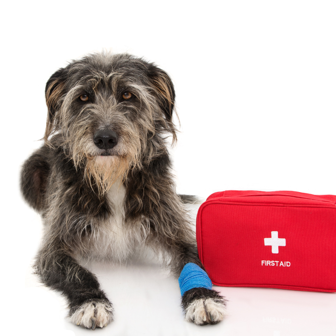 Erste Hilfe Training Hund Stuttgart f&uuml;r mehr Sicherheit im Umgang mit Notf&auml;llen und richtige Ma&szlig;nahmen im Ernstfall