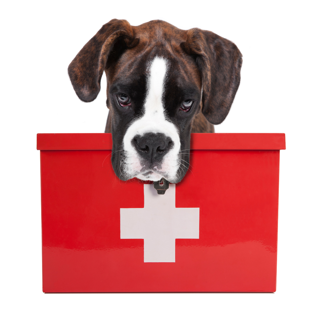 Erste Hilfe am Hund lernen in Stuttgart f&uuml;r schnelle Versorgung bei Unf&auml;llen, Vergiftungen und akuten Beschwerden
