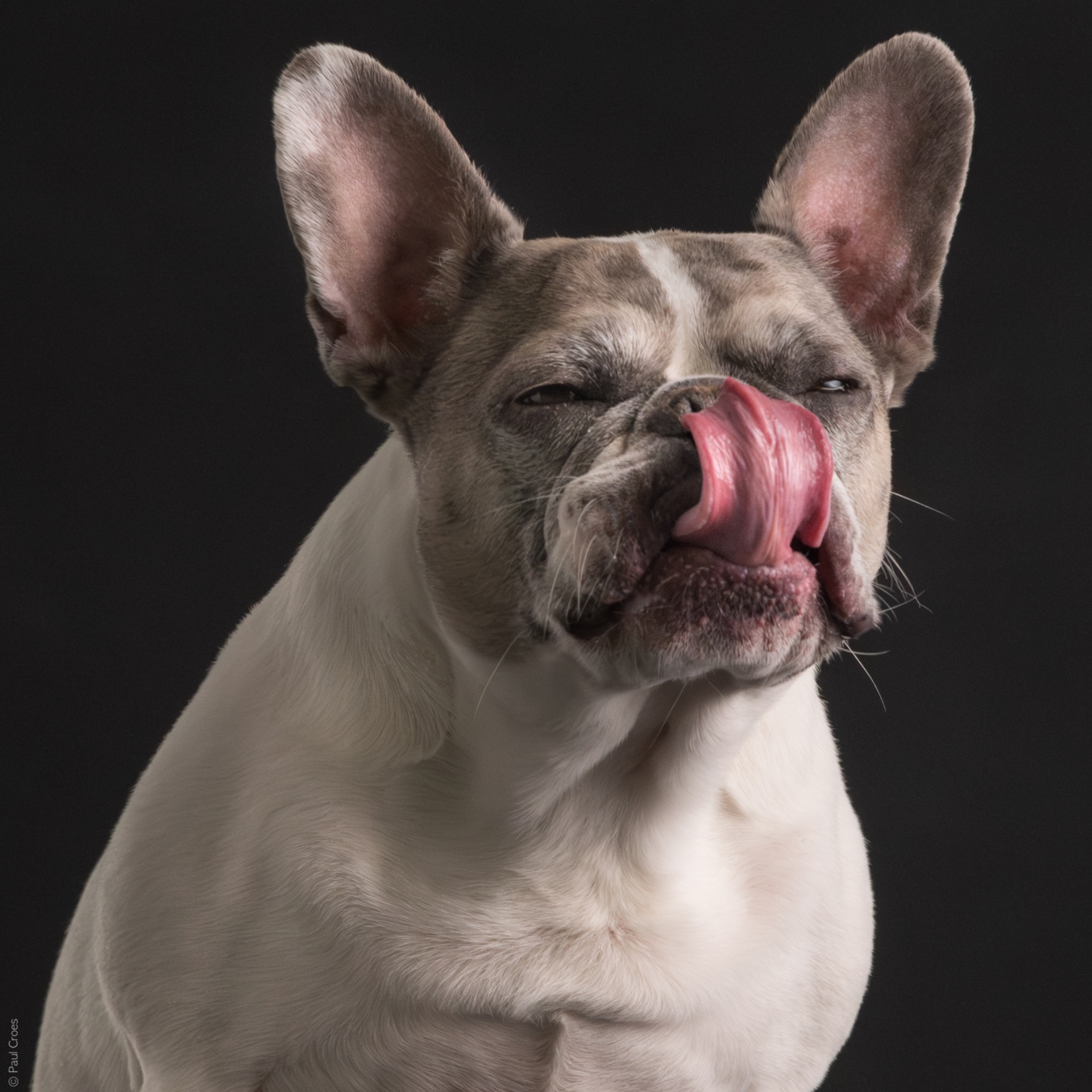 Hanni Stuttgart Hundeschule Pfotenliebe Stuttgart