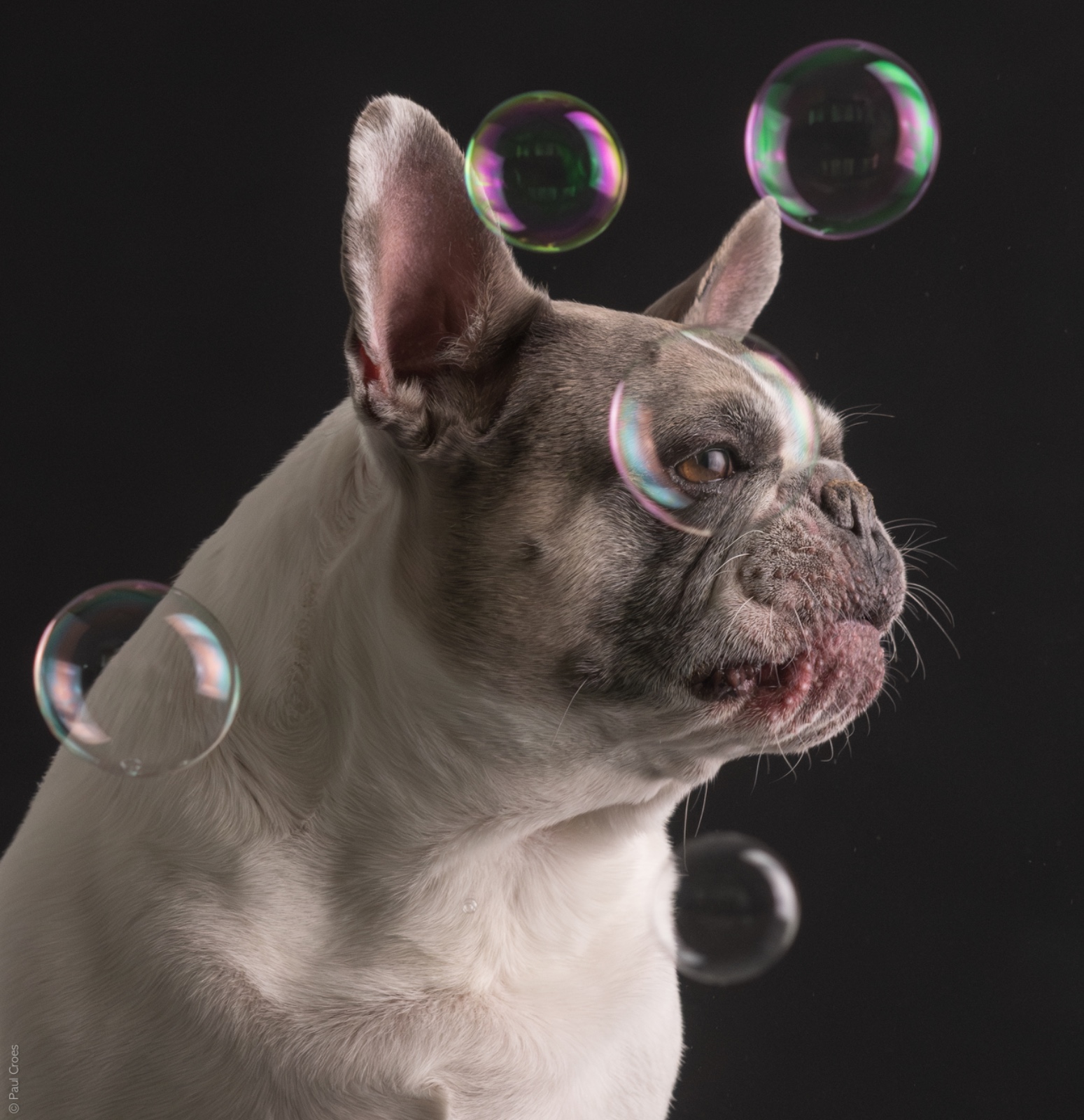 Hanni mit Seifenblasen Stuttgart HUndeschule Pfotenliebe Stuttgart