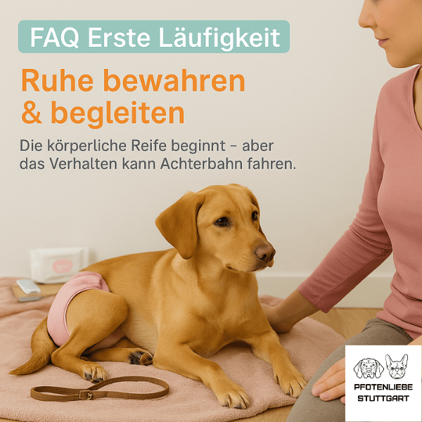 FAQ Erste Läufigkeit Stuttgart HUndechule