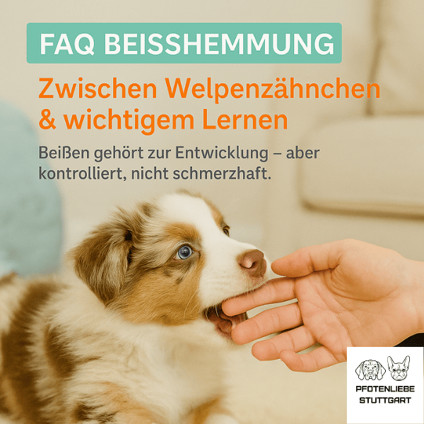 FAQ Beißhemmung Stuttgart HUndechule