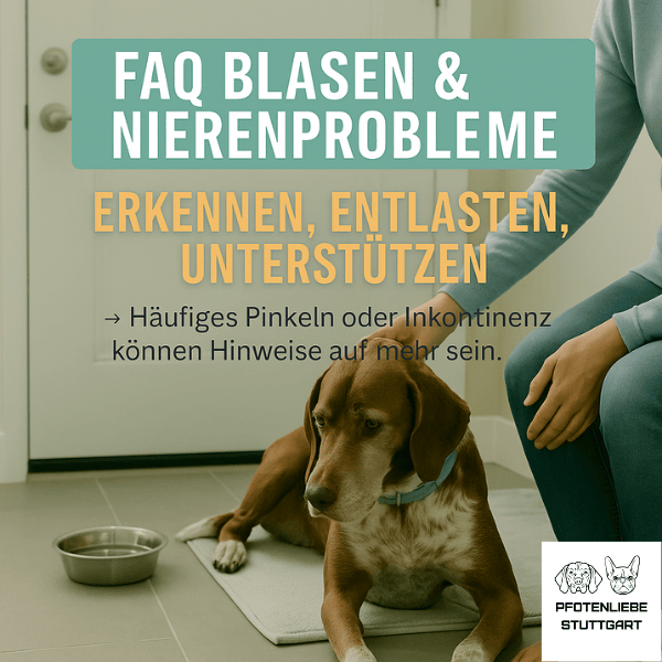 FAQ Blasen und Nierenprobleme Stuttgart Hundeschule