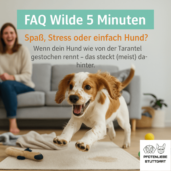 Keine Flöhe FAQ Stuttgart HUndechule