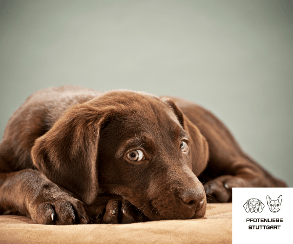 FAQ Ein Welpe zieht ein  Stuttgart Hundeschule