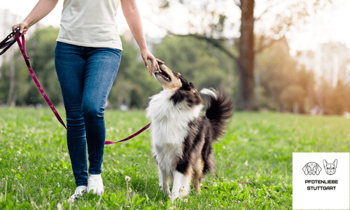 Keine Flöhe FAQ Stuttgart HUndechule