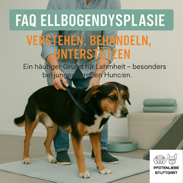 FAQ Ellbogendysplasie Stuttgart HUndechule