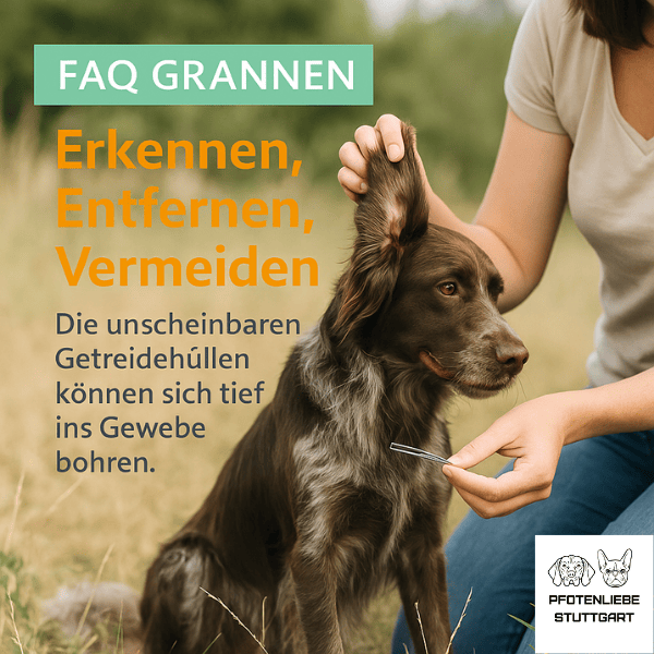 FAQ Grannen Stuttgart HUndechule