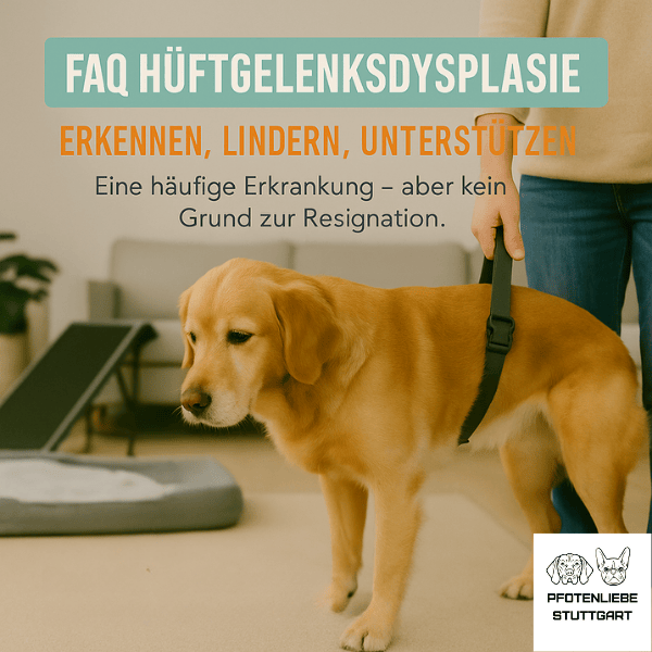 FAQ Hüftgelenksdsyplaise Stuttgart Hundeschule