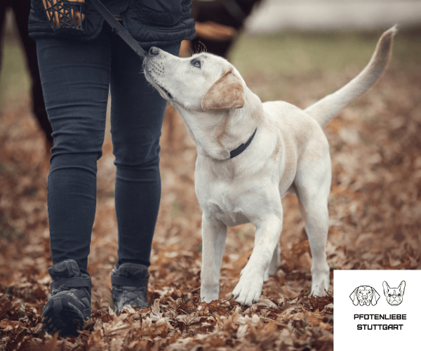 FAQ Hundechule Stuttgart Hundeschule