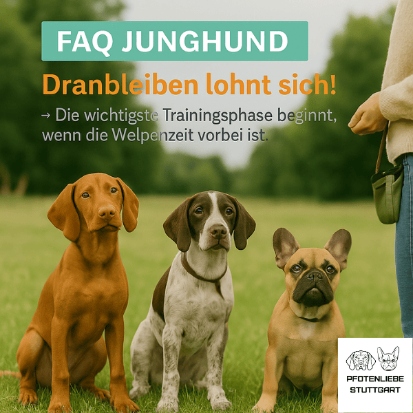 FAQ Junghund Stuttgart Hundeschule