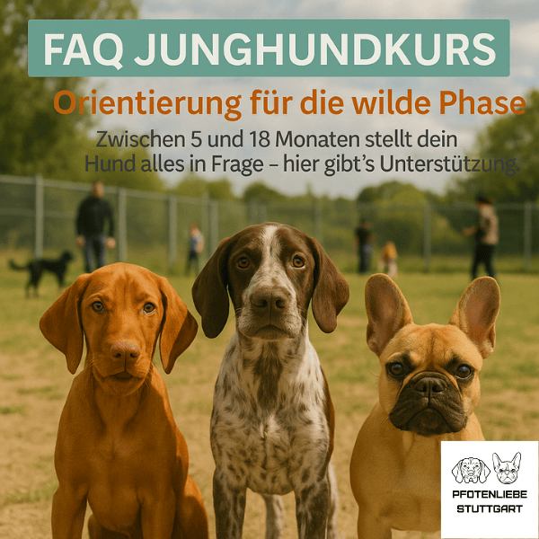 FAQ Junghundkurs Stuttgart &ndash; Training, Alltag, Pubert&auml;t und Hundeschule f&uuml;r junge Hunde