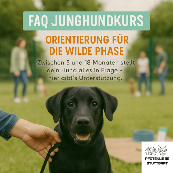 FAQ Stadttraining Stuttgart Hundeschule