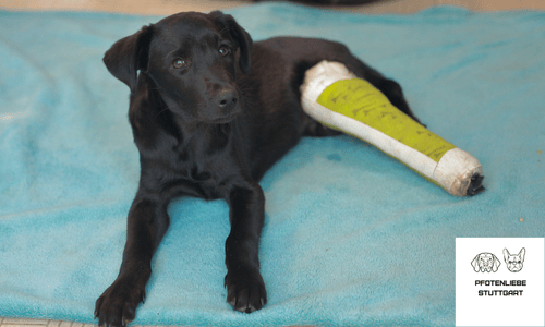 FAQ Kreuzbandriss Stuttgart Hundechule