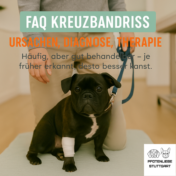 FAQ Kreuzbandriss Stuttgart Hundeschule