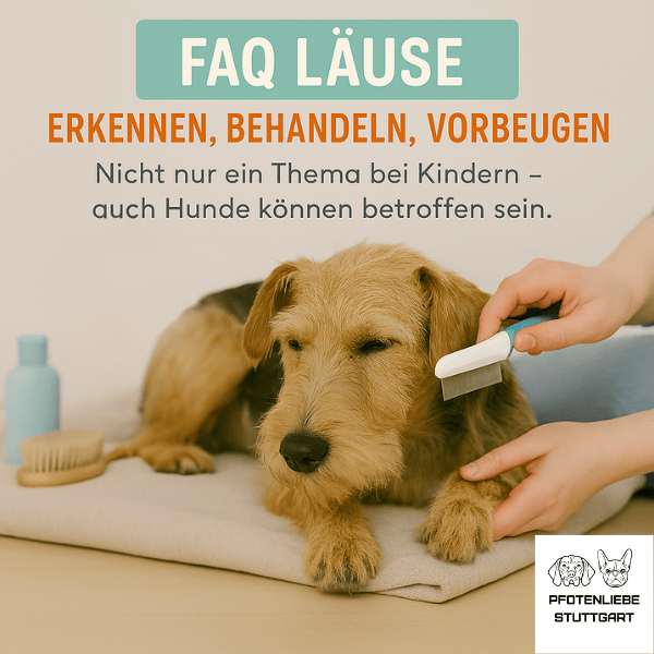 FAQ Läuse Stuttgart Hundeschule