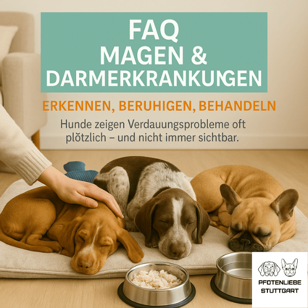 FAQ Magen Darm Erkrankungen Stuttgart Hundeschule