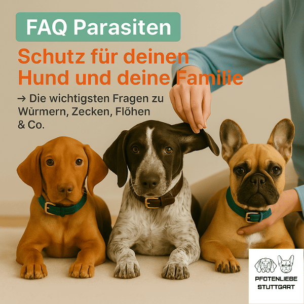 FAQ Parasiten Stuttgart Hundeschule