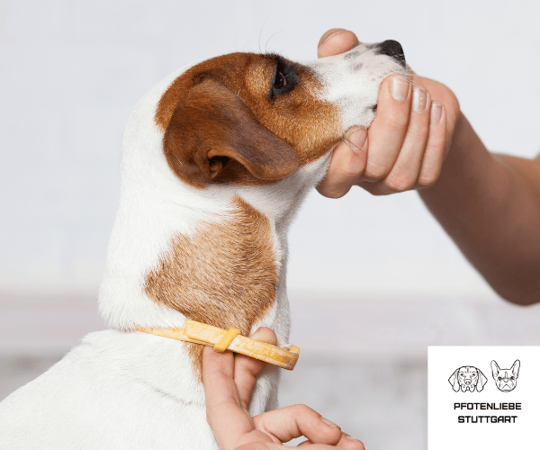 FAQ Parasitenschutz Stuttgart Hundeschule