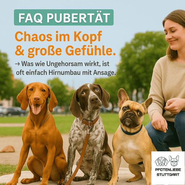 FAQ Pubertät Stuttgart HUndechule