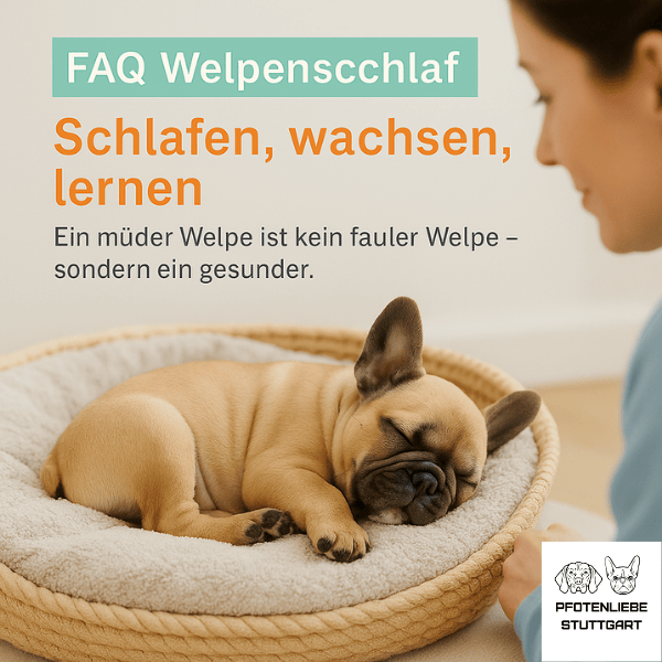 FAQ Beißhemmung Stuttgart Hundeschule