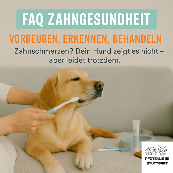 FAQ Zahngesundheit Stuttgart HUndechule