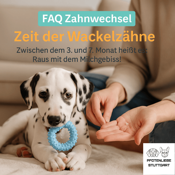 FAQZahnwechsel Stuttgart HUndechule