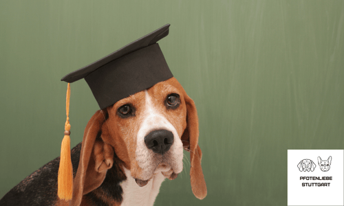 Keine Flöhe FAQ Stuttgart HUndechule