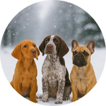 Kundenstimmen 14 Pfotenliebe Stuttgart Hundeschule