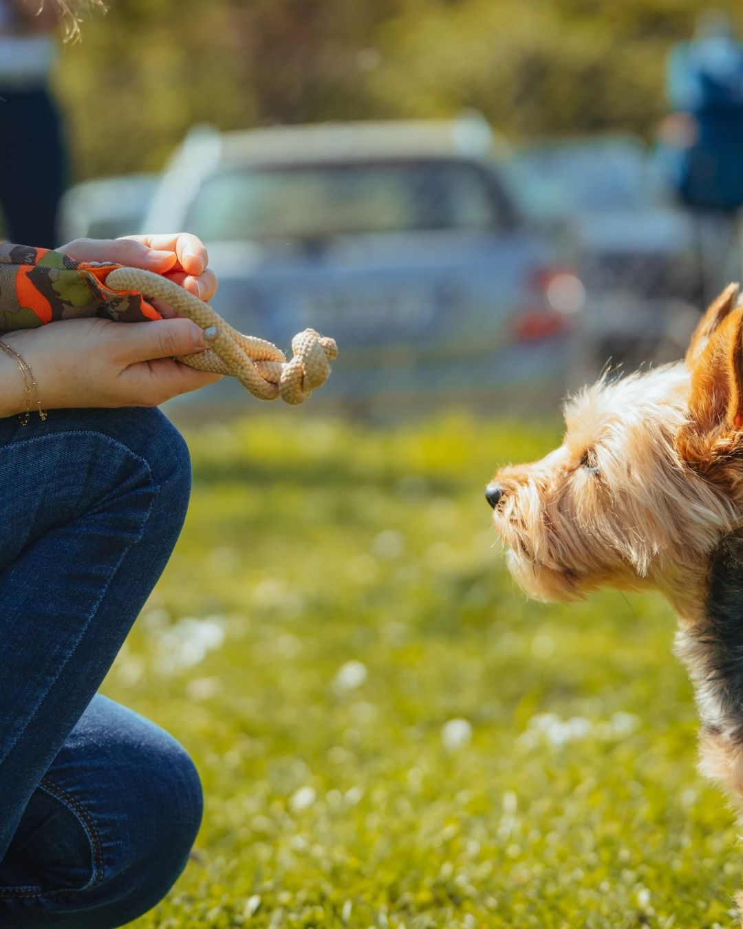 Apportiertraining in einer Hundeschule in Stuttgart st&auml;rkt Bindung und Konzentration beim Hund
