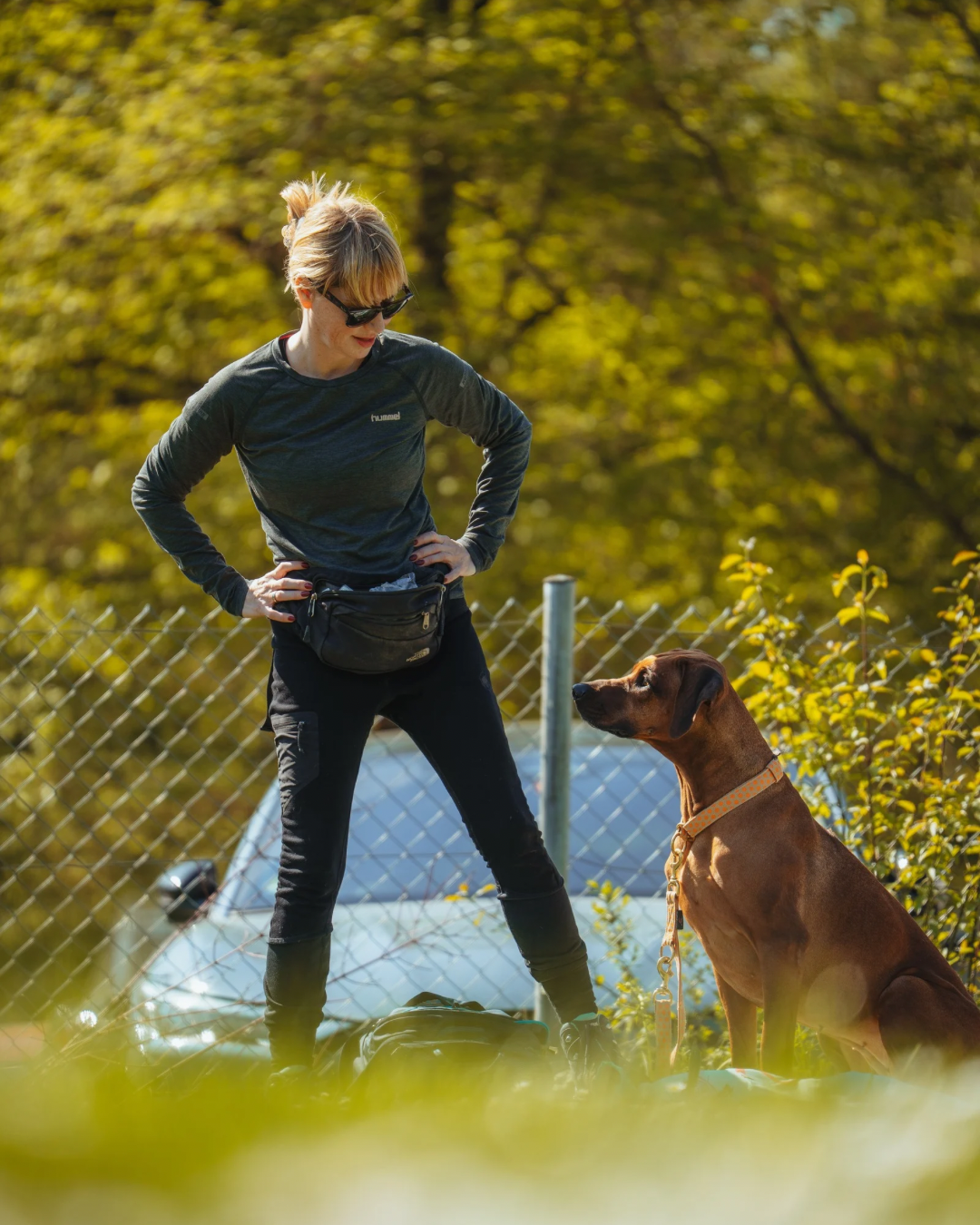 Training f&uuml;r fortgeschrittene Hunde in einer Hundeschule in Stuttgart