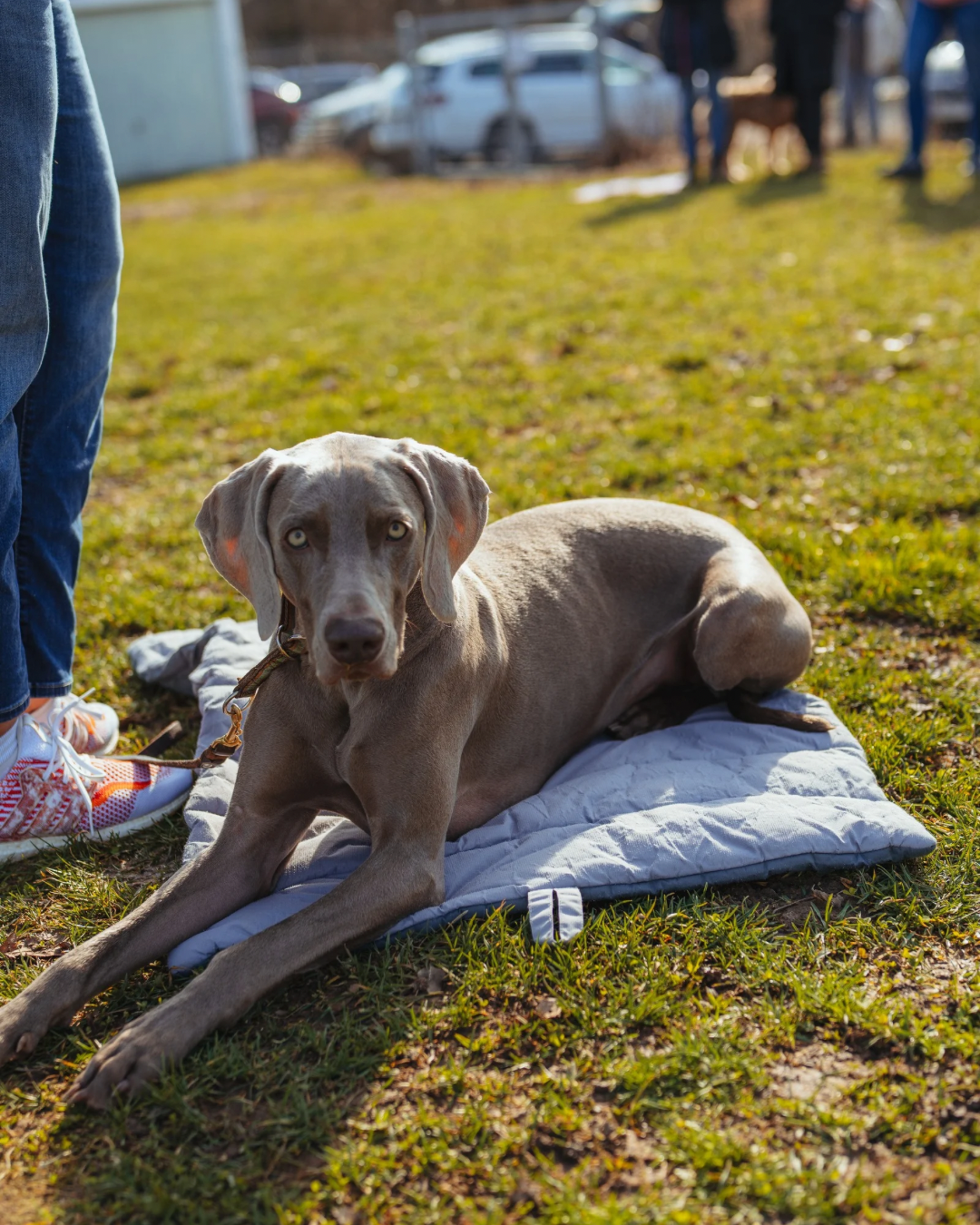 Quereinsteiger Hundekurs Stuttgart &ndash; Hundetraining f&uuml;r Hunde jeden Alters